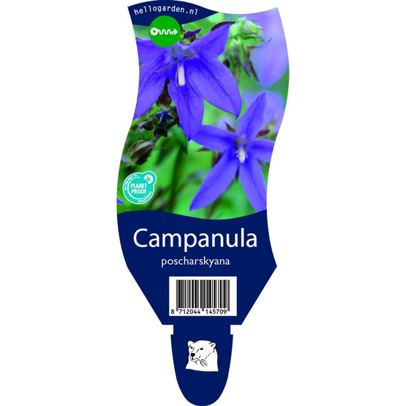 Stjärnklocka – Campanula poscharskyana - P11